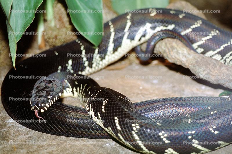 Boelen's Python, Morelia boeleni, Constrictor