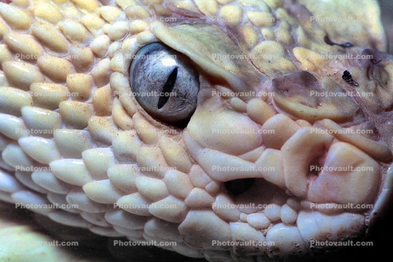 Neotropical Rattlesnake, (Crotalus durissus), Venomous Pitviper, Viper, Viperidae