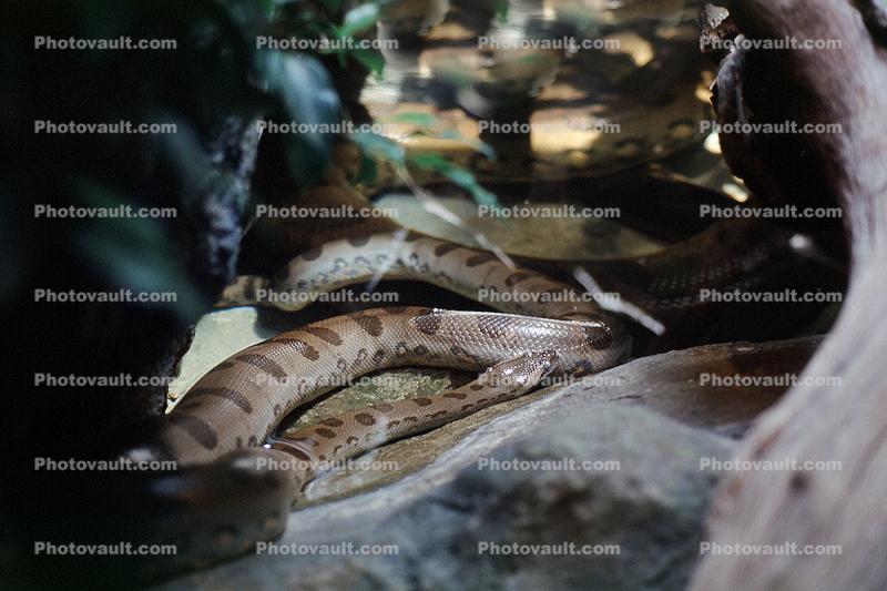 Anaconda, (Eunectes murinus)