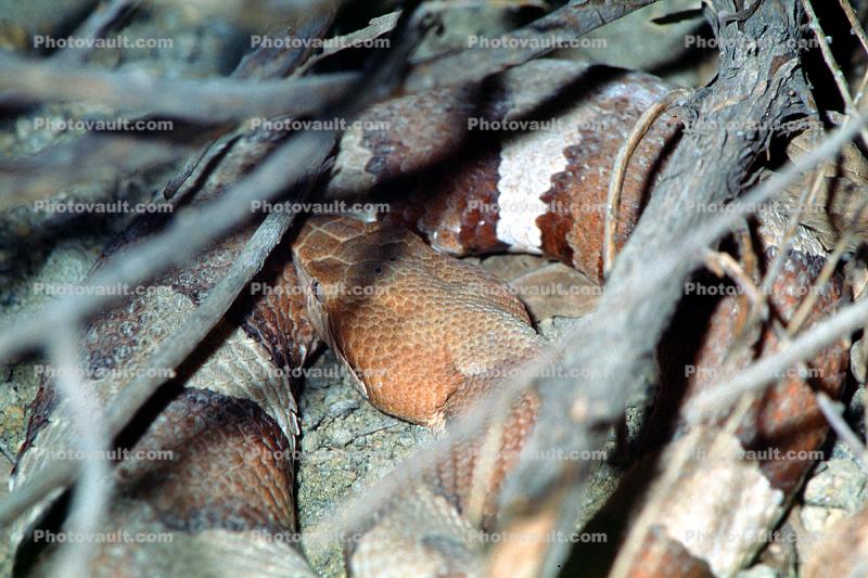 Copperhead, (Agkistrodon contortrix), Viperidae, Crotalinae, Venomous, Pitviper, Viper