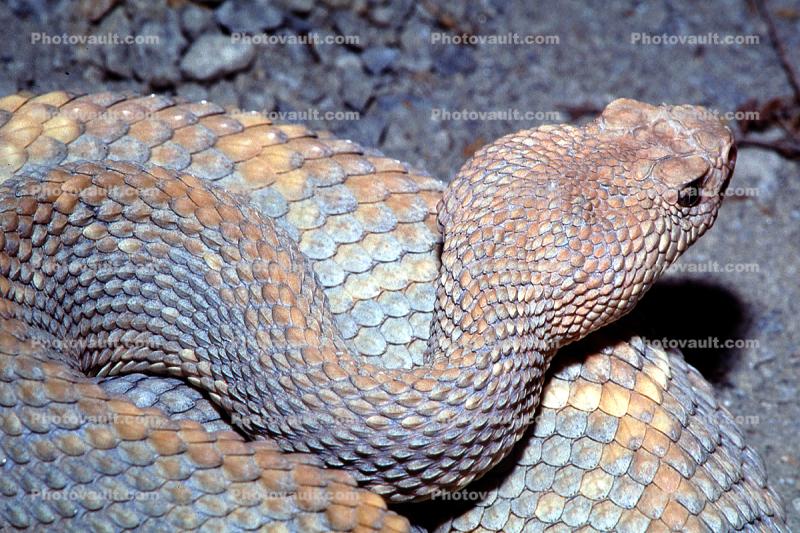Aruba Island Rattlesnake, (Crotalus durissys unicolor), Venomous, Viper, Pitviper, Viperidae, Crotalinae, Crotalus