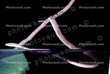 Gunther's Whip Snake, or Burmese Vine Snake, (Ahaetulla fronticincta)