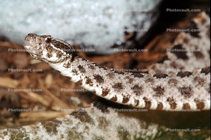 Florida Pygmy Rattlesnake, (Sistrurus miliarius barbouri), Viperidae, Crotalinae, Genomous Pitviper, Viper, Pitviper, Venomous