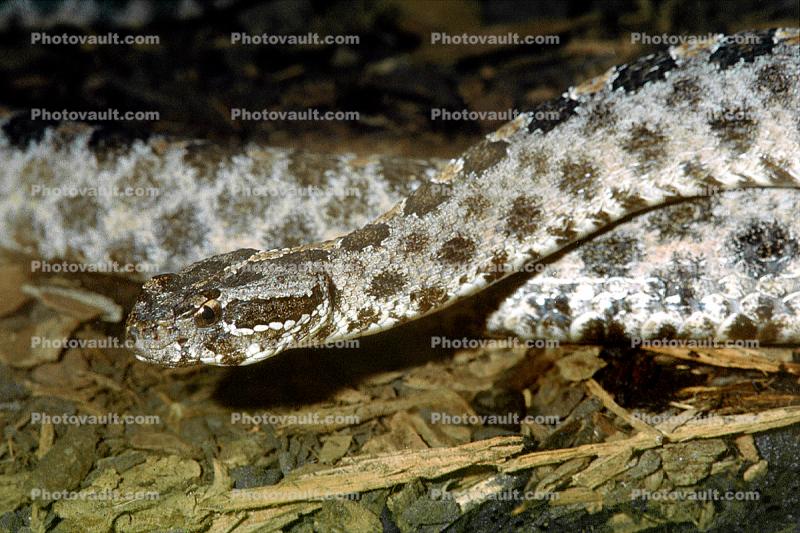 Florida Pygmy Rattlesnake, (Sistrurus miliarius barbouri), Viperidae, Crotalinae, Genomous Pitviper, Viper, Pitviper, Venomous