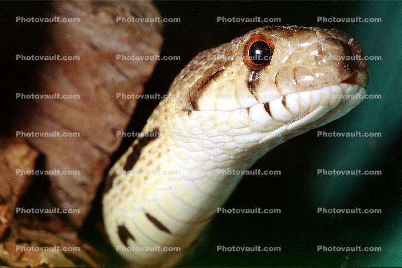 Northern Pine Snake, Gopher Snake, (Pituophis melanoleucus), Colubridae, Colubrinae, Pituophis