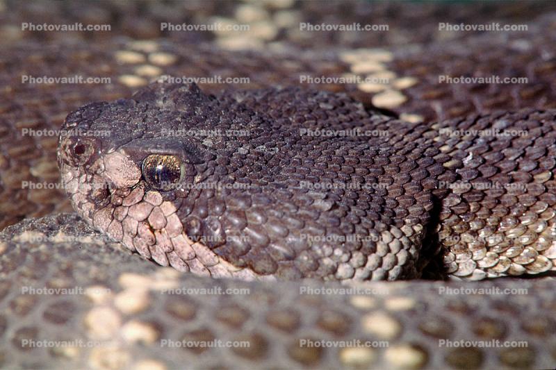 Western Diamondback Rattlesnake, Crotalus atrox, Viperidae, Crotalinae, Crotalus, Venomous, Pitviper, Viper