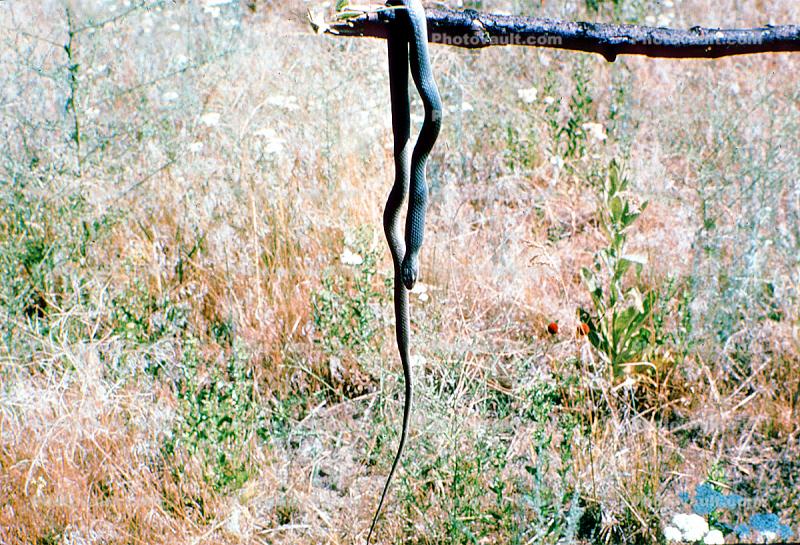 dead snake on a stick