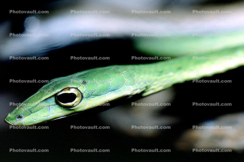 eyes of a Gunther's Whip Snake, face, head, or Burmese Vine Snake, (Ahaetulla fronticincta), Vinesnake, Mildly Venomous, Colubridae, Colubrinae