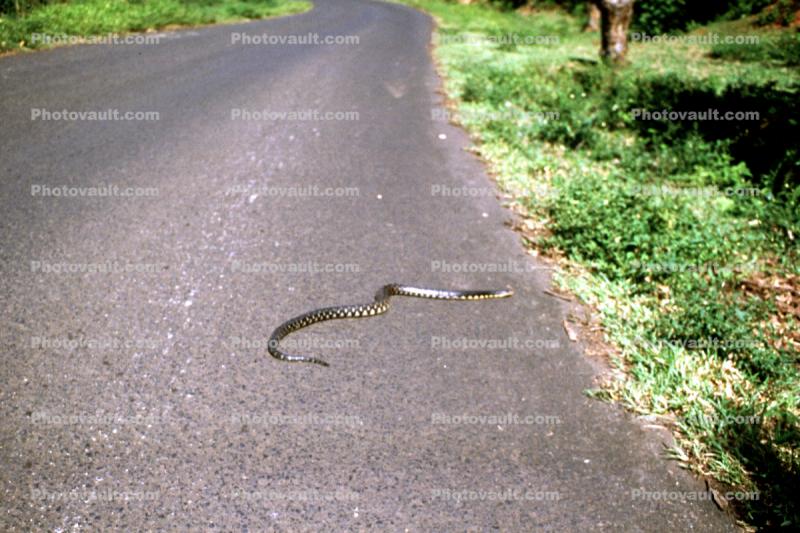Snake crossing the road