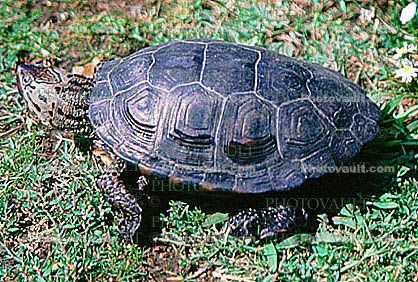Turtle, Stow Lake