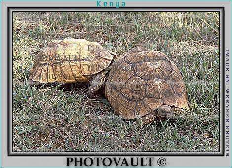 Tortoise Mating