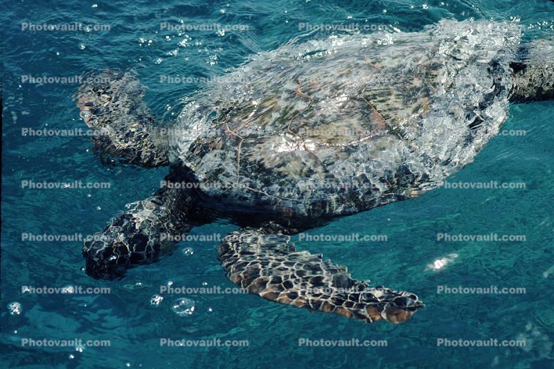 Olive Ridley Sea Turtle, (Lepidochelys olivacea), Cheloniidae, Isle of Pines