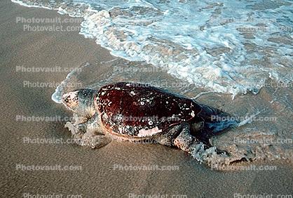 Olive Ridley Sea Turtle, (Lepidochelys olivacea), Cheloniidae, Australia