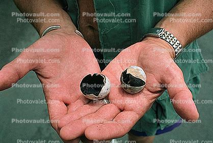 Turtle Eggs, hands, fingers, watch band