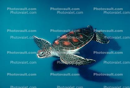 Hawksbill Sea Turtle, (Eretmochelys imbricata), Cheloniidae