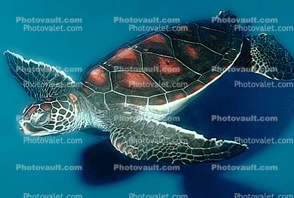 Hawksbill Sea Turtle, (Eretmochelys imbricata), Cheloniidae