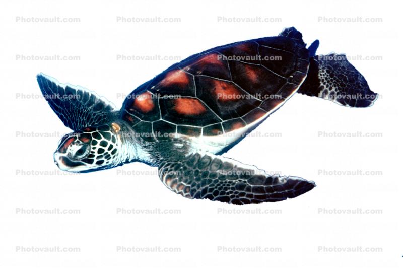Hawksbill Sea Turtle photo-object, (Eretmochelys imbricata), Cheloniidae, object, cut-out, cutout