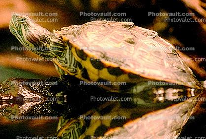 Red Eared Slider, (Trachemys scripta), Emydidae, Turtle, freshwater