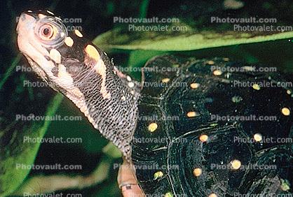 Spotted Turtle, (Clemmys guttata), Emydidae, Emydinae, Freshwater