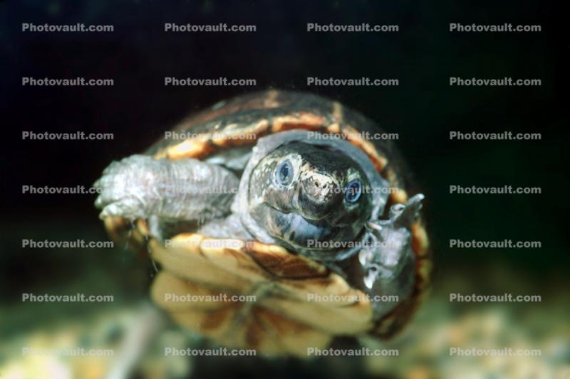 Smiling Turtle, Terrapin