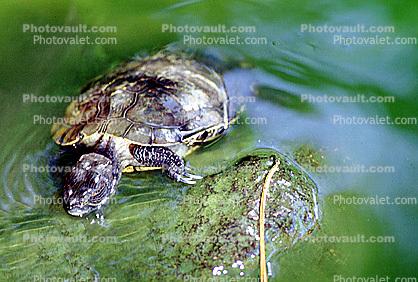 Stow Lake, Turtle, Terrapin