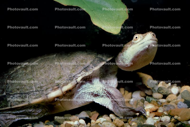 New Guinea Side Neck Turtle, (Chelodina siebenrocki), Pleurodira, Chelidae