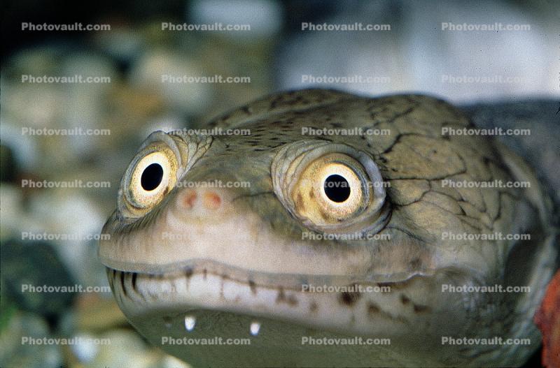 funny face, eyes, New Guinea Side Neck Turtle, (Chelodina siebenrocki), Pleurodira, Chelidae, funny face, smile, eyes