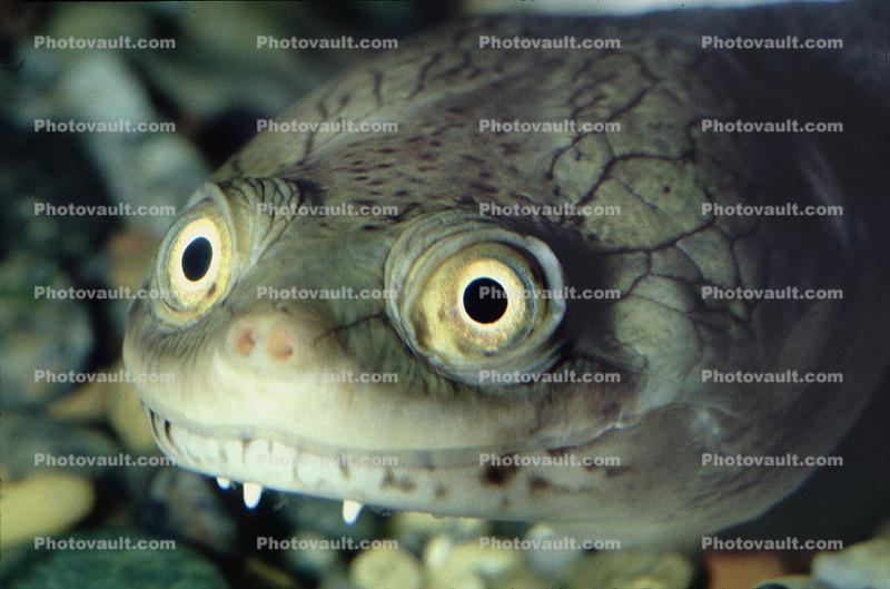funny face, eyes, New Guinea Side Neck Turtle, (Chelodina siebenrocki), Pleurodira, Chelidae, funny face, smile, eyes