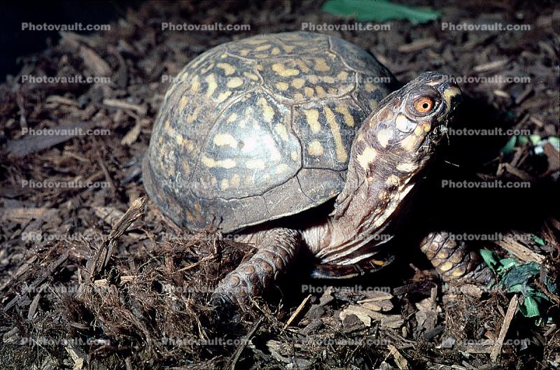 Box Turtle, (Terrapene carolina), Emydidae