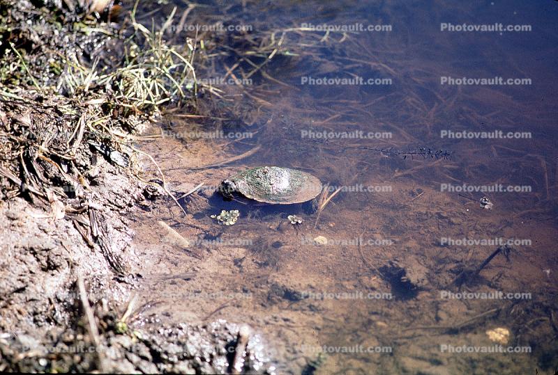 Turtle, Terrapin, pond, lake