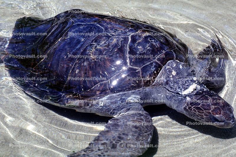 Olive Ridley Sea Turtle, (Lepidochelys olivacea), Cheloniidae