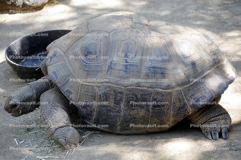 Aldabra Giant Tortoise, (Aldabrachelys gigantea), Testudinidae, Cryptodira, Testudinoidea