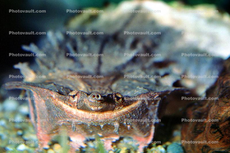 Smiling Turtle, smiles, face, Snout, Mata Mata, Matamata, (Chelus fimbriatus), Pleurodira, Chelidae, Chelus