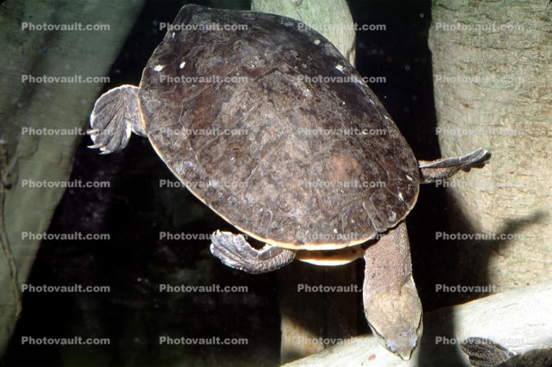 Sideneck Turtle