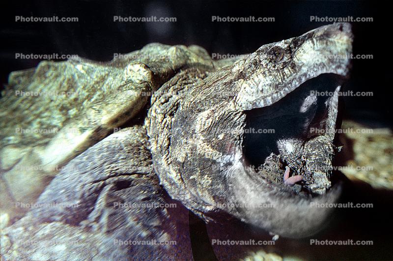Alligator Snapping Turtle, (Macrochelys temminckii), Chelydridae, Macrochelys