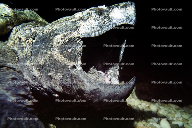 Alligator Snapping Turtle, (Macrochelys temminckii), Chelydridae, Macrochelys