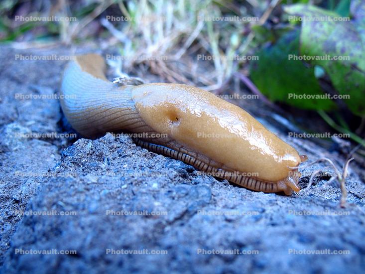 Banana Slug, Sonoma County, California, USA