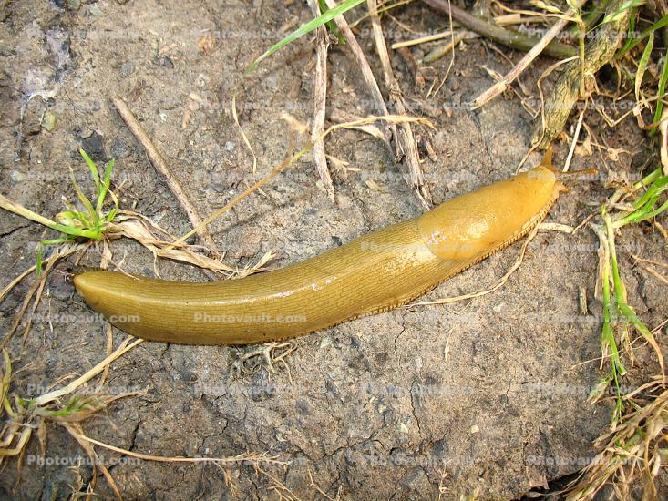Slimy, wet, Banana Slug, Sonoma County, California, USA