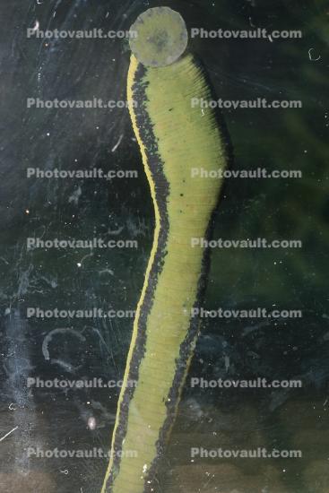 Medicinal Leeches, (Macrobdella decora), Acanthobdellida, Annelida