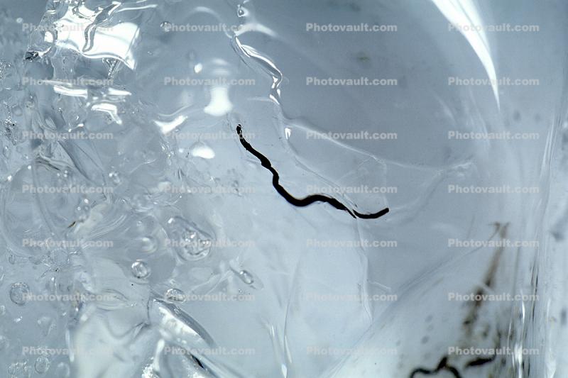 Ice Worms, Aquatic