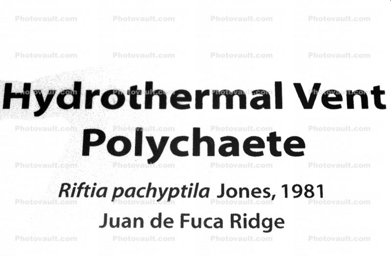 Hydrothermal Vent Polychaete, Riftia pachyptila, Juan de Fuca Ridge