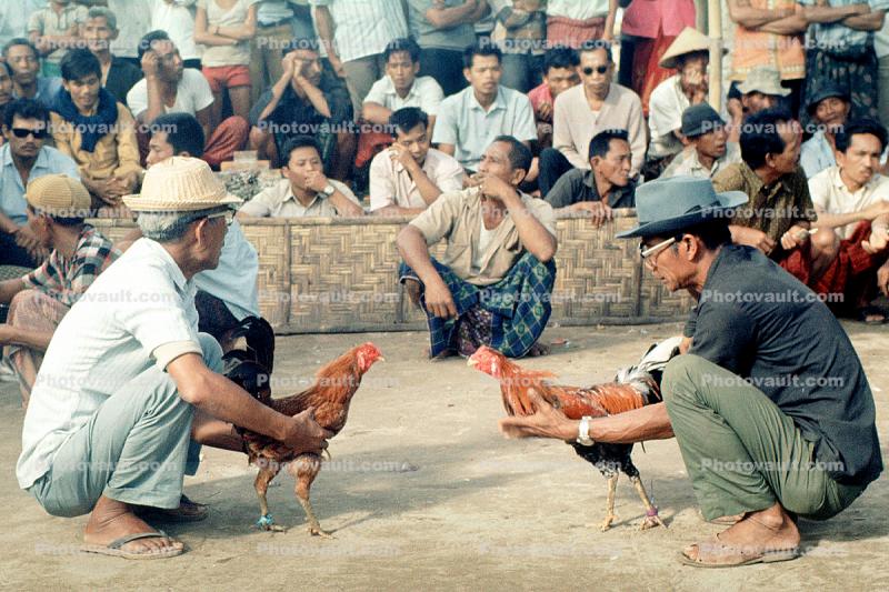 Men with their Roosters