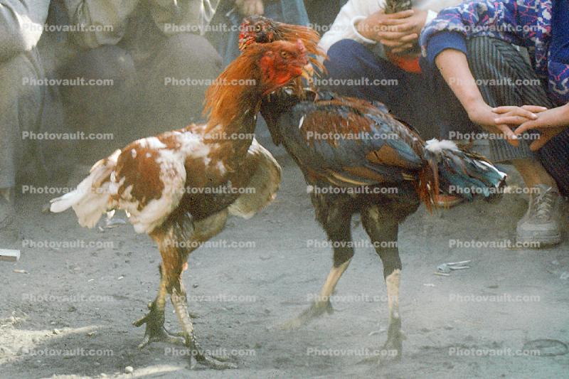 Roosters Fighting