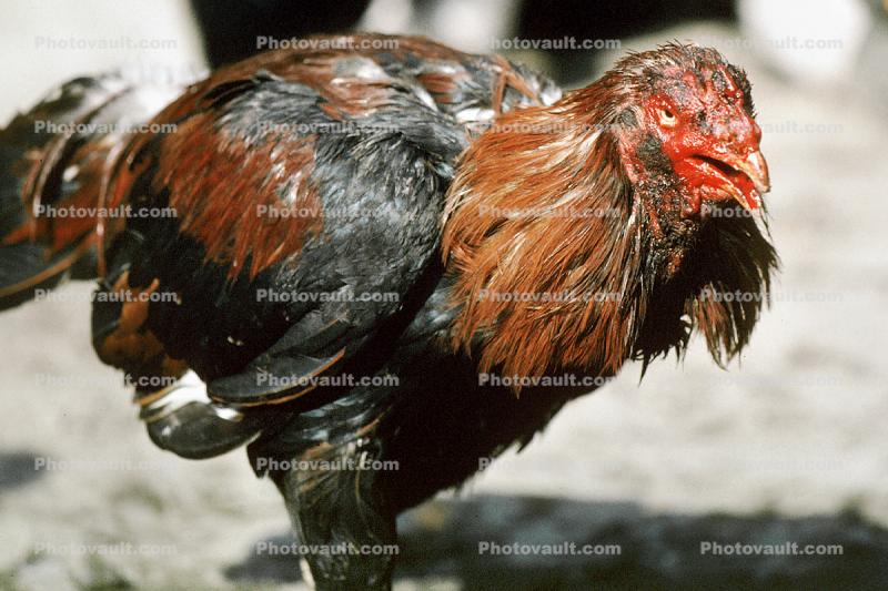 Bloodied Rooster
