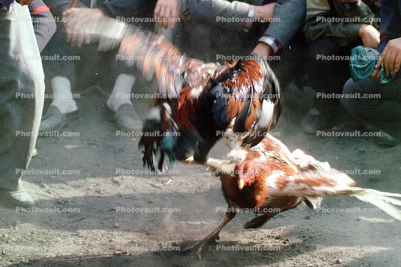 Rooster Fights, Tashkent, Uzbekistan