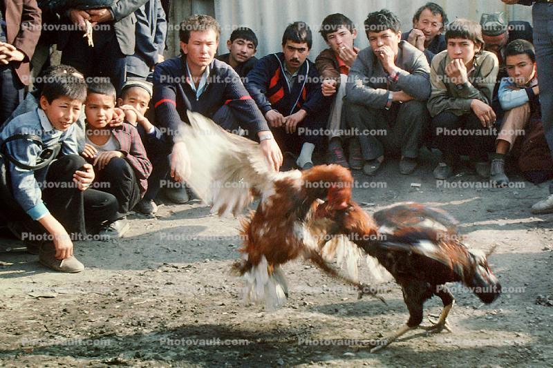 Rooster Fights, cock fights, Tashkent, Uzbekistan