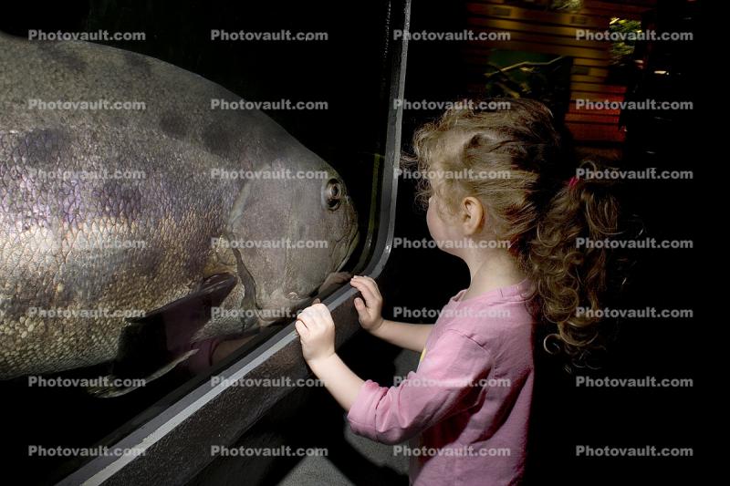 girl looking into a fish tank, aquarium