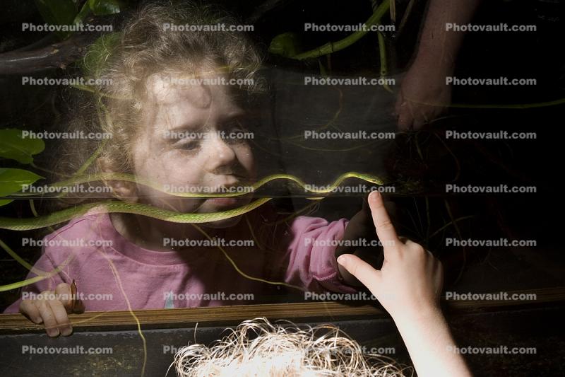 girl looking into a snake terrarium