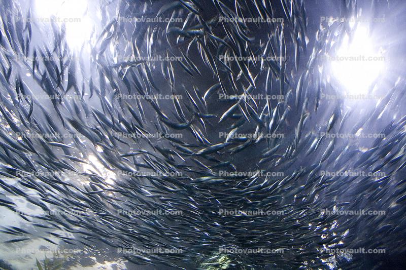 Spiral of Sardines, Plexiglass Dome