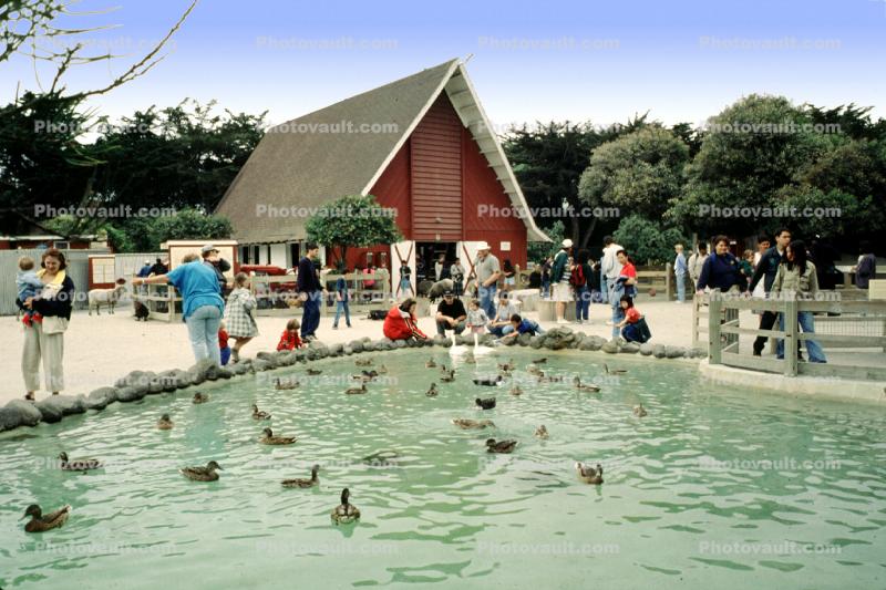 Touch Exhibit, ducks, pond, hands-on